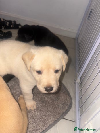 Labrador Retriever dogs Labrador puppies - 1 girl left! - Advert 7