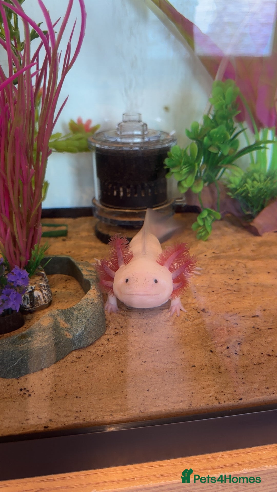 Axolotl reptiles for sale: Axolotl  - Image 3