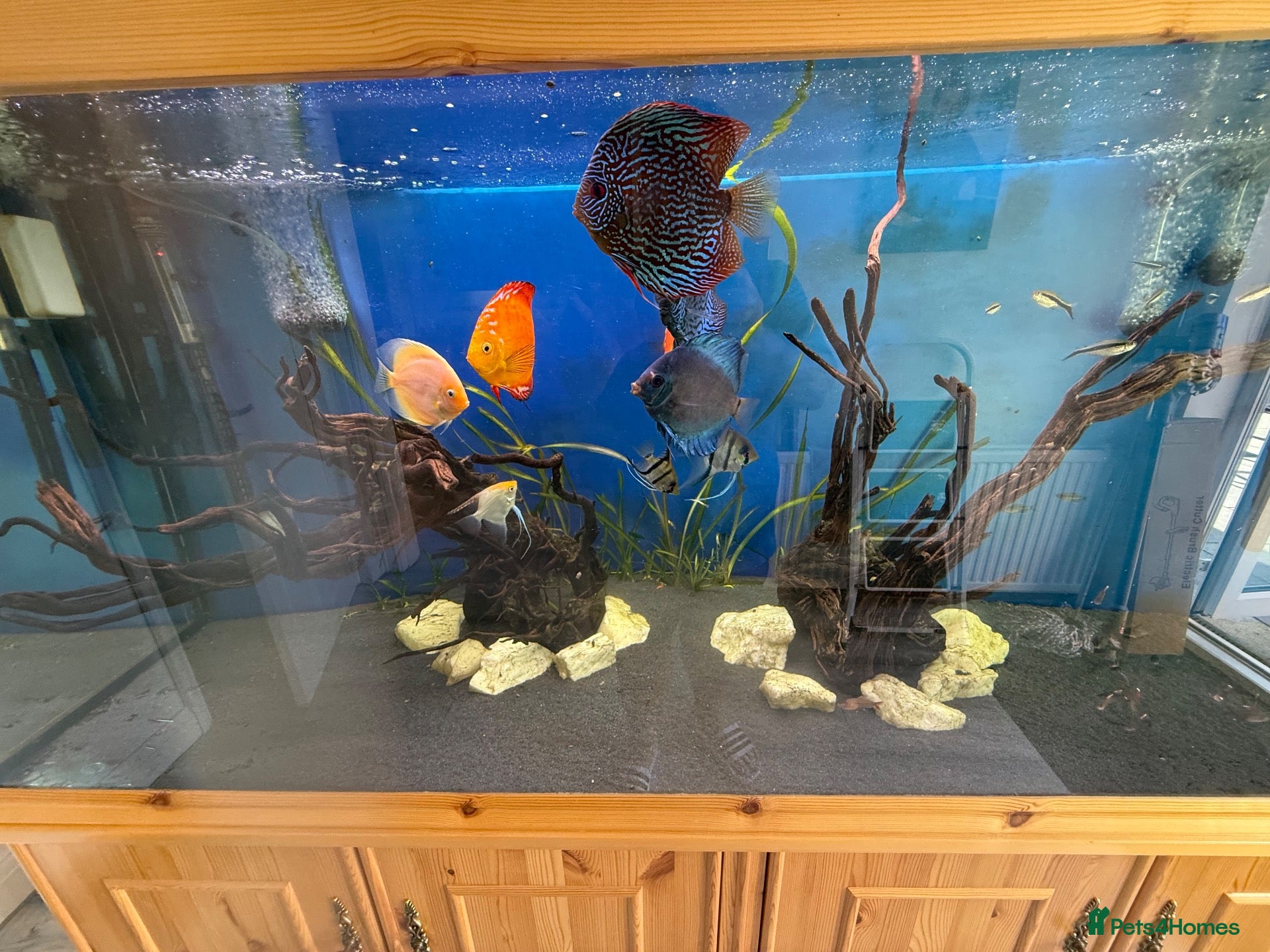 Discus fish 6 Large Discus  - Advert 1