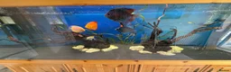 Discus fish for sale: 6 Large Discus  in Sutton - Advert 1