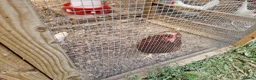 Chickens poultry for sale: LayingvChickens for sale  - Advert 7