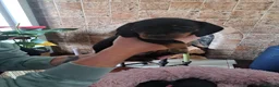 Miniature Dachshund dogs for sale: Minature Dachshund black and tan - Advert 7