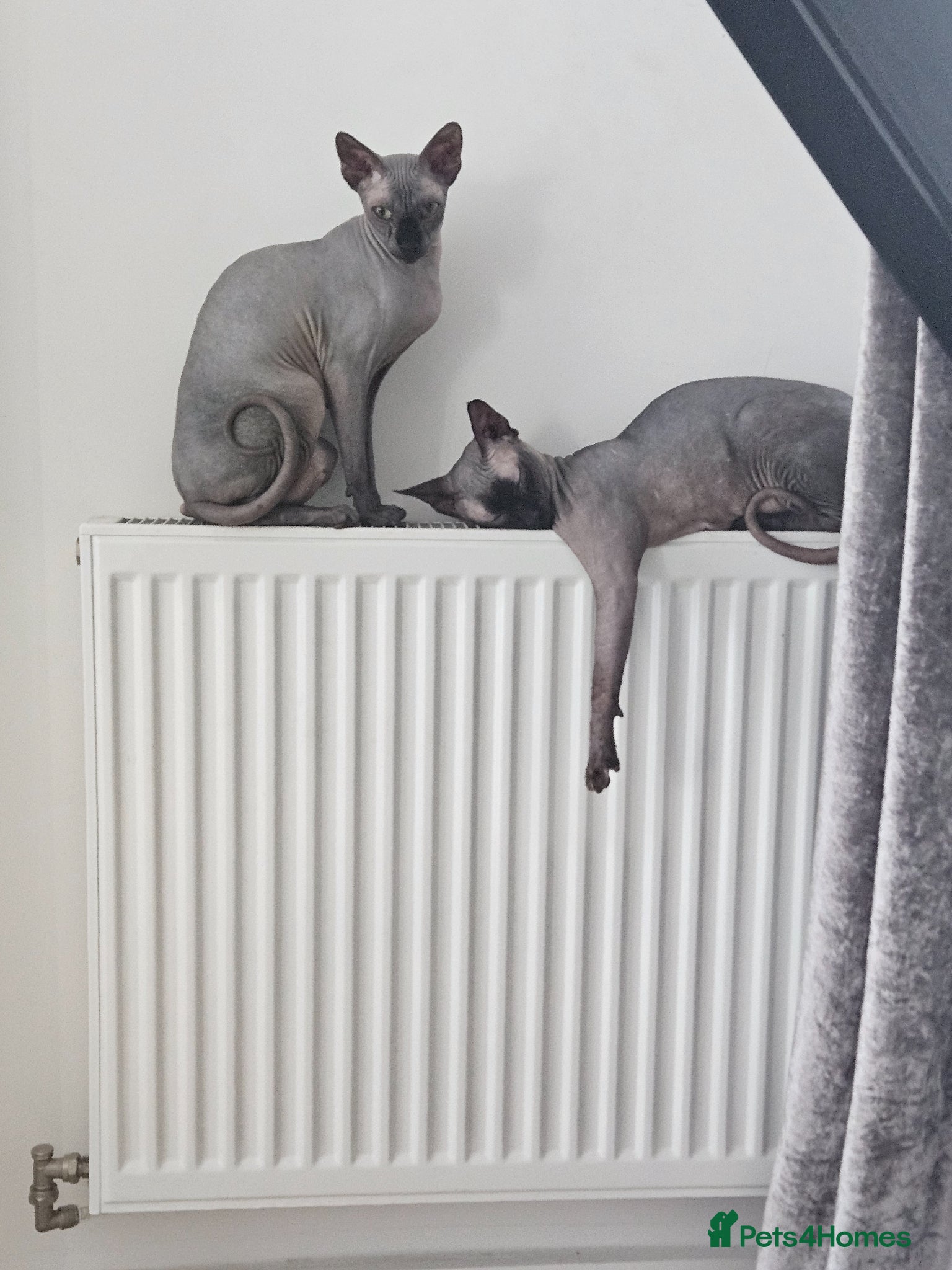 Sphynx cats Beautiful kittens😍😍😍 - Advert 4