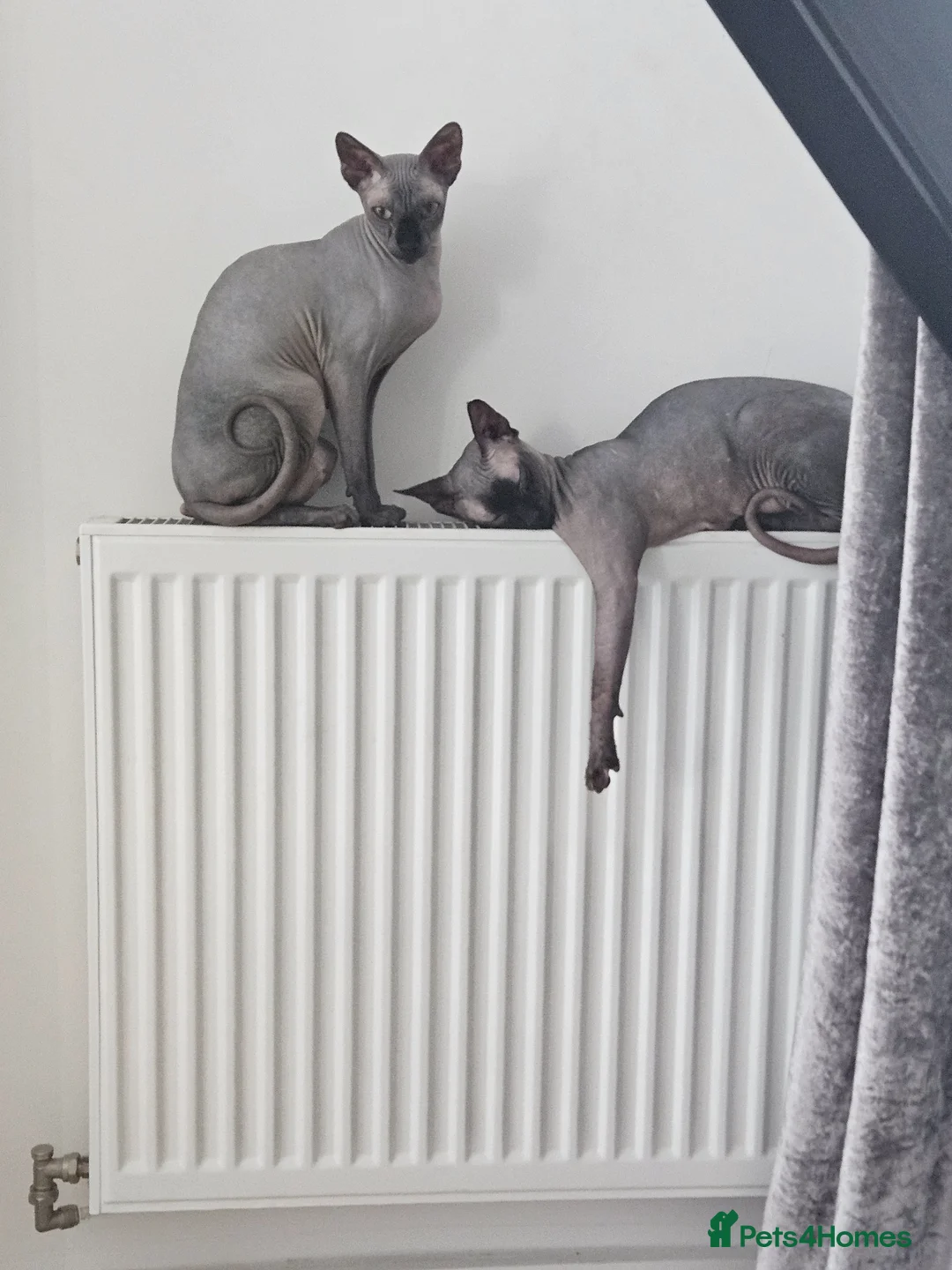 Sphynx cats for sale: Beautiful kittens😍😍😍 - Advert 1