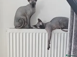 Sphynx cats Beautiful kittens😍😍😍 - Advert 4
