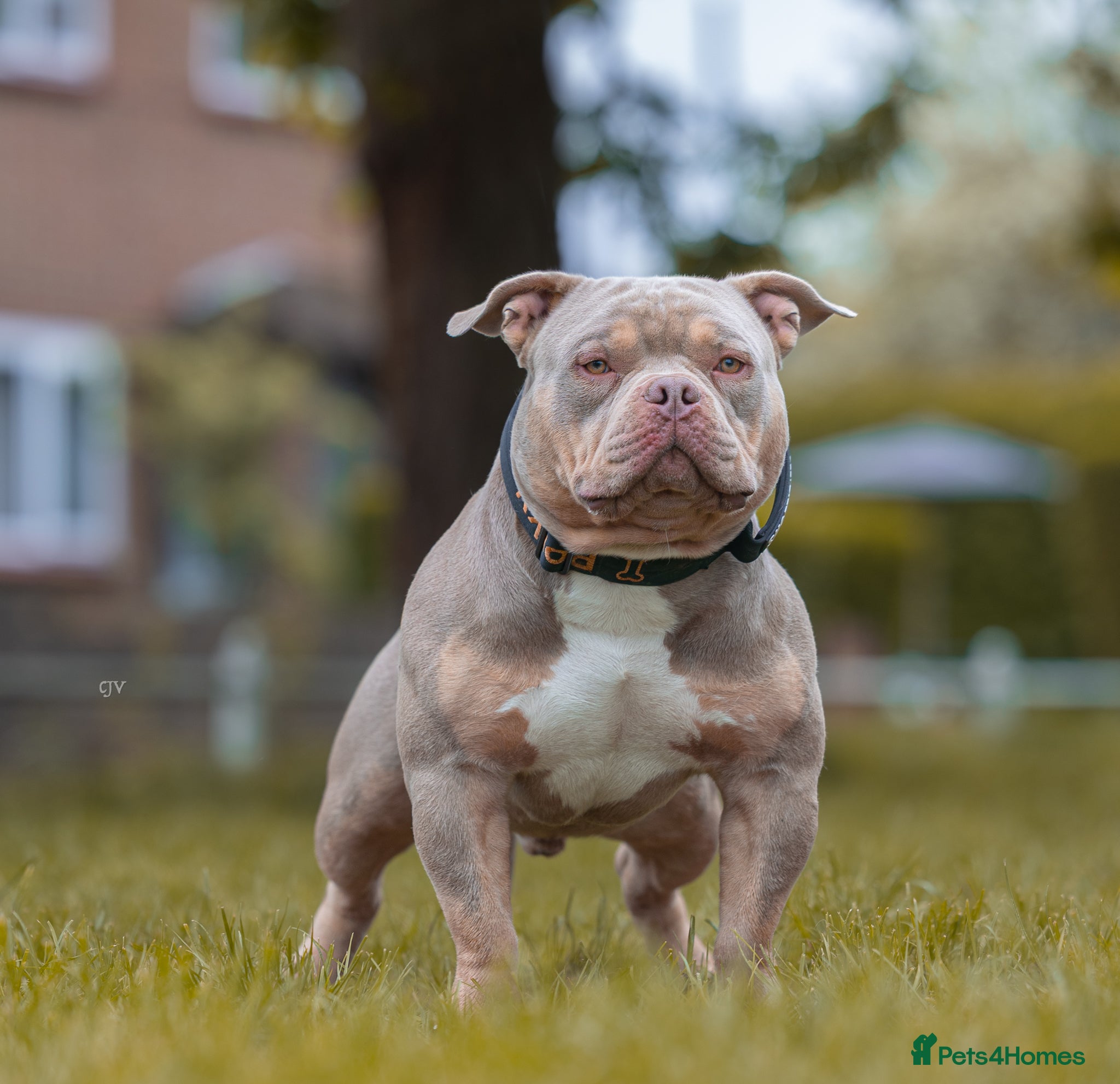 American Bully dogs 3x LuckyLuciano American Bully Extreme Pocket Stud - Advert 1