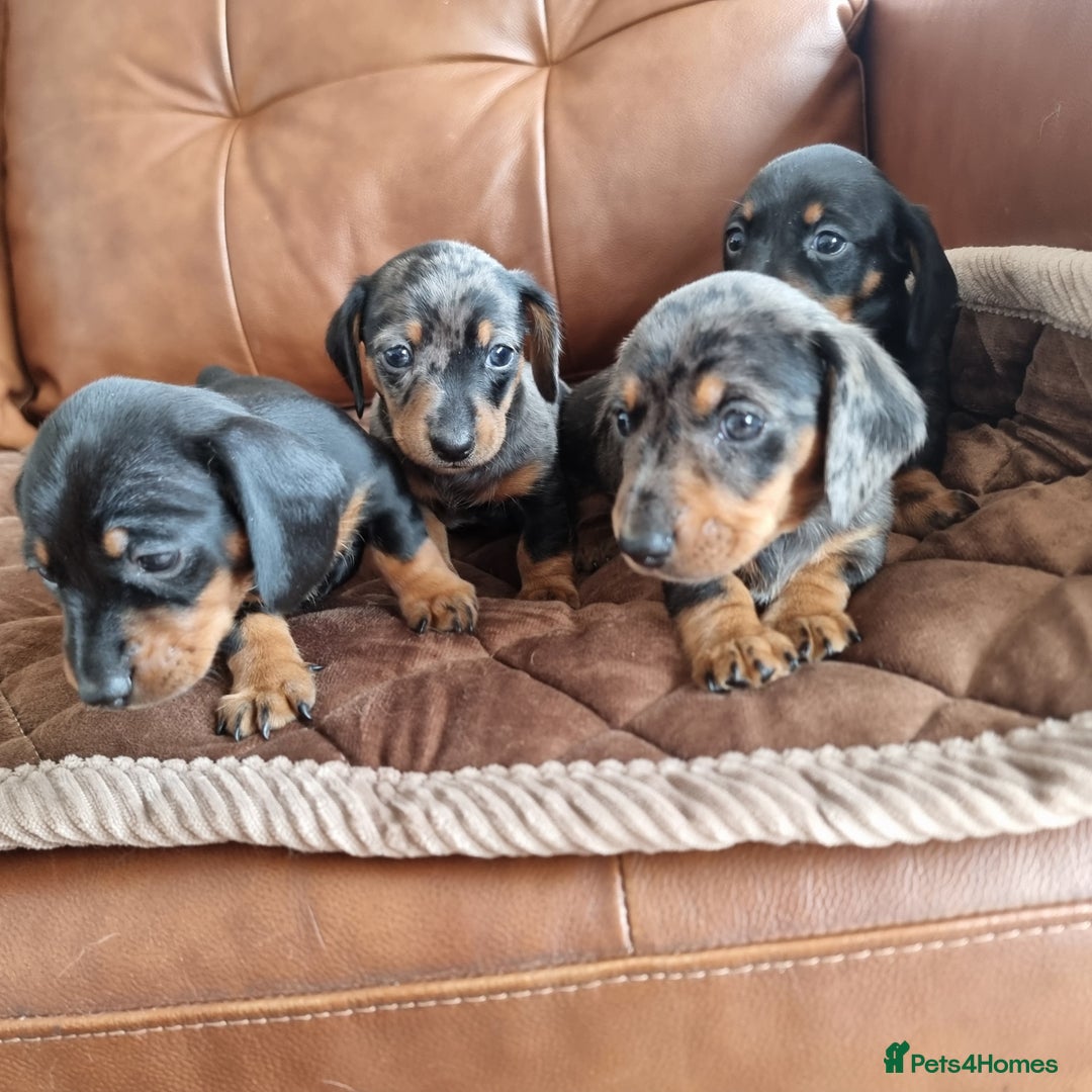 Miniature Dachshund dogs for sale: Stunning KC Health Tested Miniature Dachshunds - Image 10