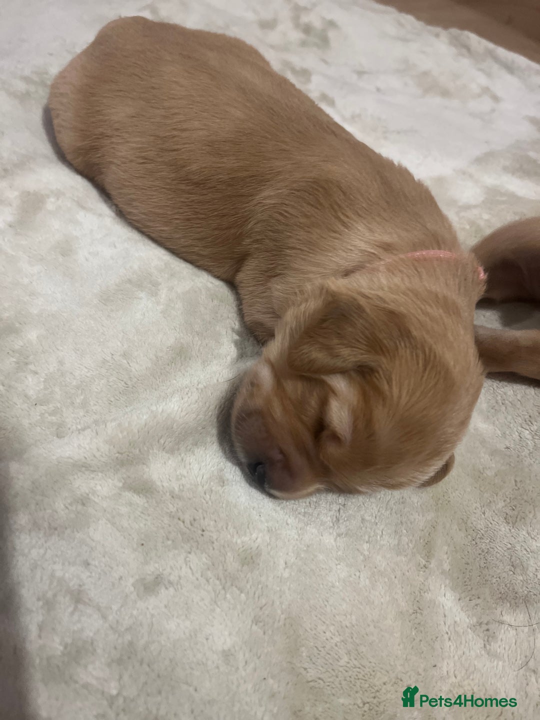 Golden Retriever dogs for sale: Pure bred Golden Retriever puppies - Image 8