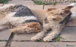 Fox Terrier dogs for sale: Wire haired fox terrier puppies  - Advert 1