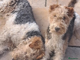 Fox Terrier dogs for sale: Wire haired fox terrier puppies - Advert 1