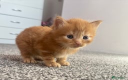 Mixed Breed cats for sale: X2 Beautiful fluffy ginger boys  - Image 3
