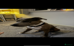 Mixed Breed dogs for sale: Pyro  - Image 3