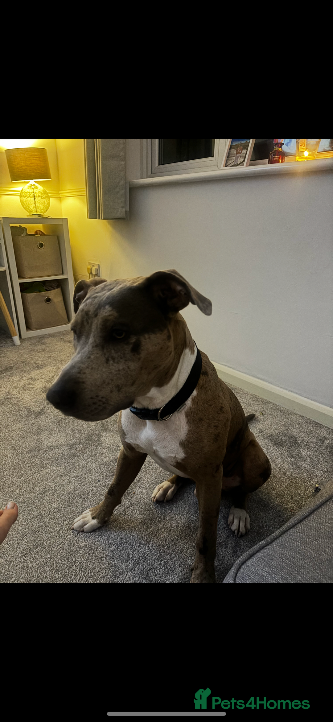 Mixed Breed dogs for sale: Pyro  - Image 3