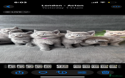 British Shorthair cats for sale: PURE PEDIGREE BSH KITTENS - Image 17