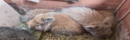 Lionhead rabbits for sale: Baby Lion head bunnies for sale - Advert 2