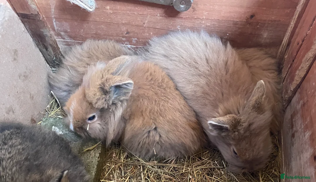 Lionhead rabbits for sale: Baby Lion head bunnies for sale - Advert 2