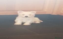 West Highland Terrier dogs for stud: Stud.. in Greenock - Image 5