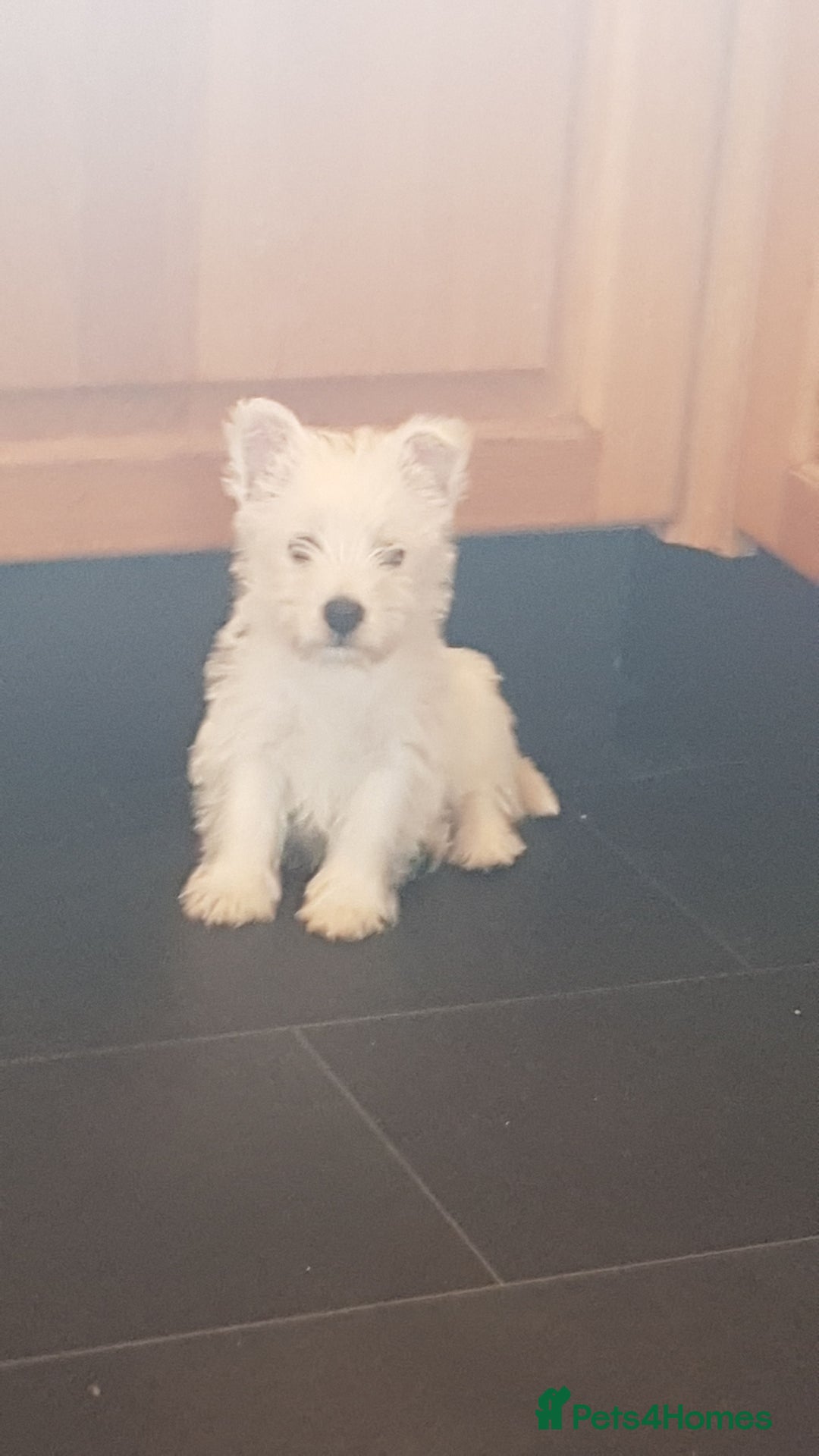 West Highland Terrier dogs for stud: Stud.. in Greenock - Image 5