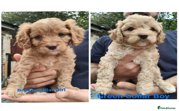 Cavapoo dogs - Advert 8