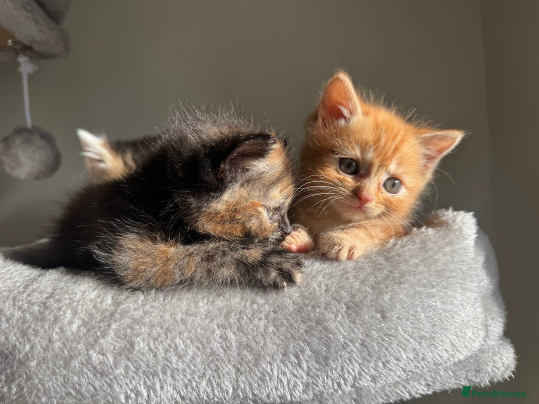 Persian cats for sale: mixed bombay and persian kittens  - Image 31