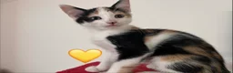 Mixed Breed cats for sale: 😻💚🩵💙🧡💛😻 - Advert 2