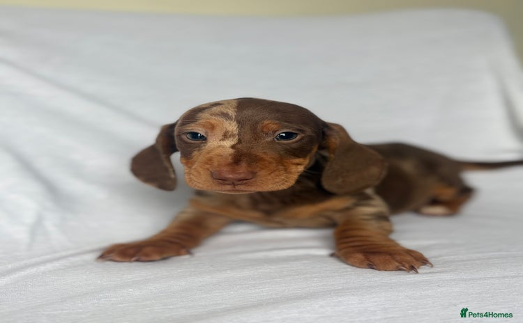 Miniature Dachshund dogs - Advert 3