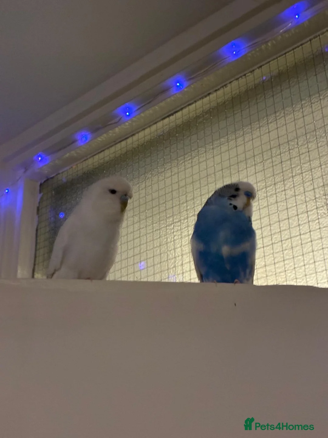 Budgerigars birds for sale: Tamed, young budgie pair for sale - Advert 1