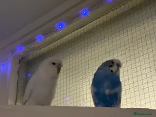 Budgerigars birds Tamed, young budgie pair for sale - Advert 19