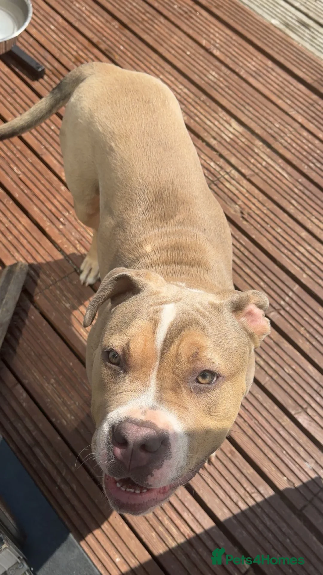 Mixed Breed dogs for sale: Beautiful Bully x staffy girl  in Manchester - Advert 2