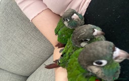 Conures birds for sale: Hand reared silly tame conure  - Image 8