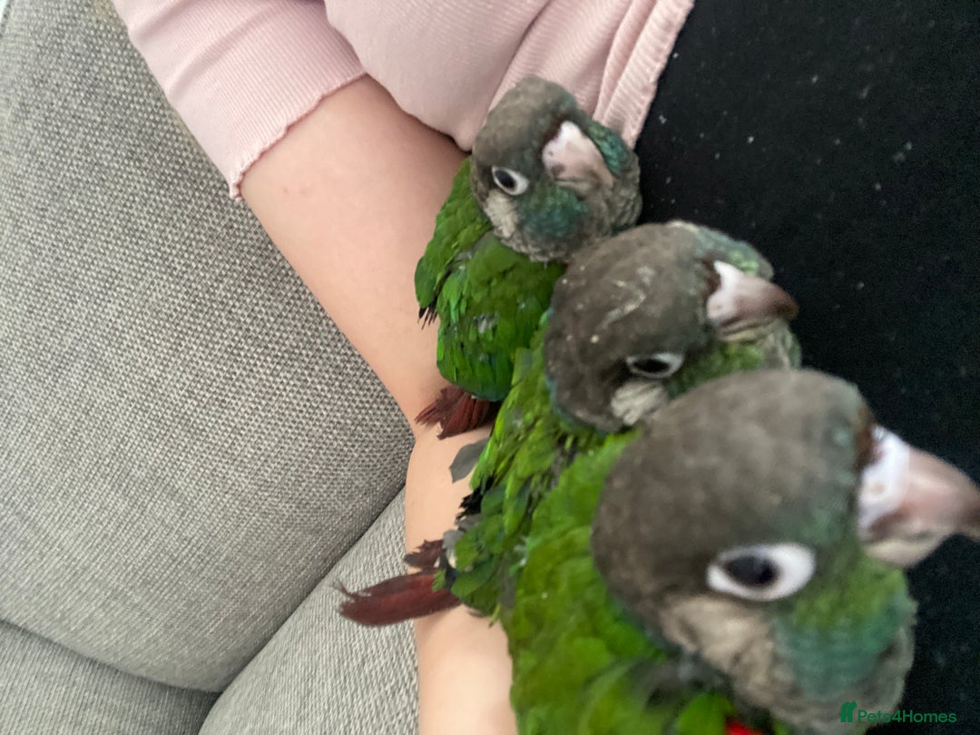Conures birds for sale: Hand reared silly tame conure  - Image 8