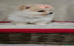 Pomeranian dogs for sale:  Pomeranian puppies ready now  - Image 8