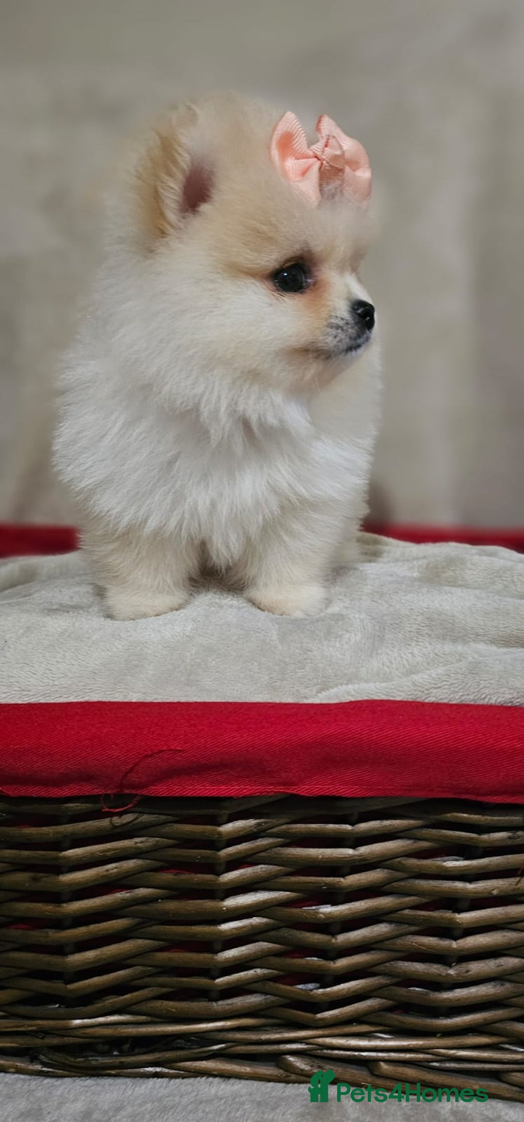 Pomeranian dogs for sale:  Pomeranian puppies ready now  - Image 8