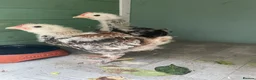 Chickens poultry for sale: Two Salmon Favorelle cockerel chicks - Advert 1