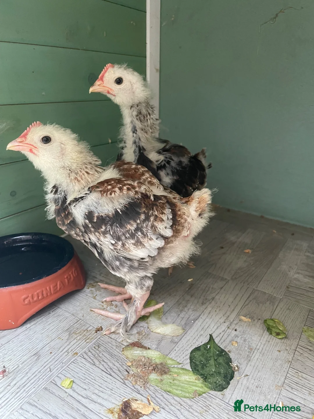 Chickens poultry for sale: Two Salmon Favorelle cockerel chicks - Advert 1