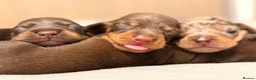 Miniature Dachshund dogs for sale: Cute little pumpkins 💕  - Advert 6