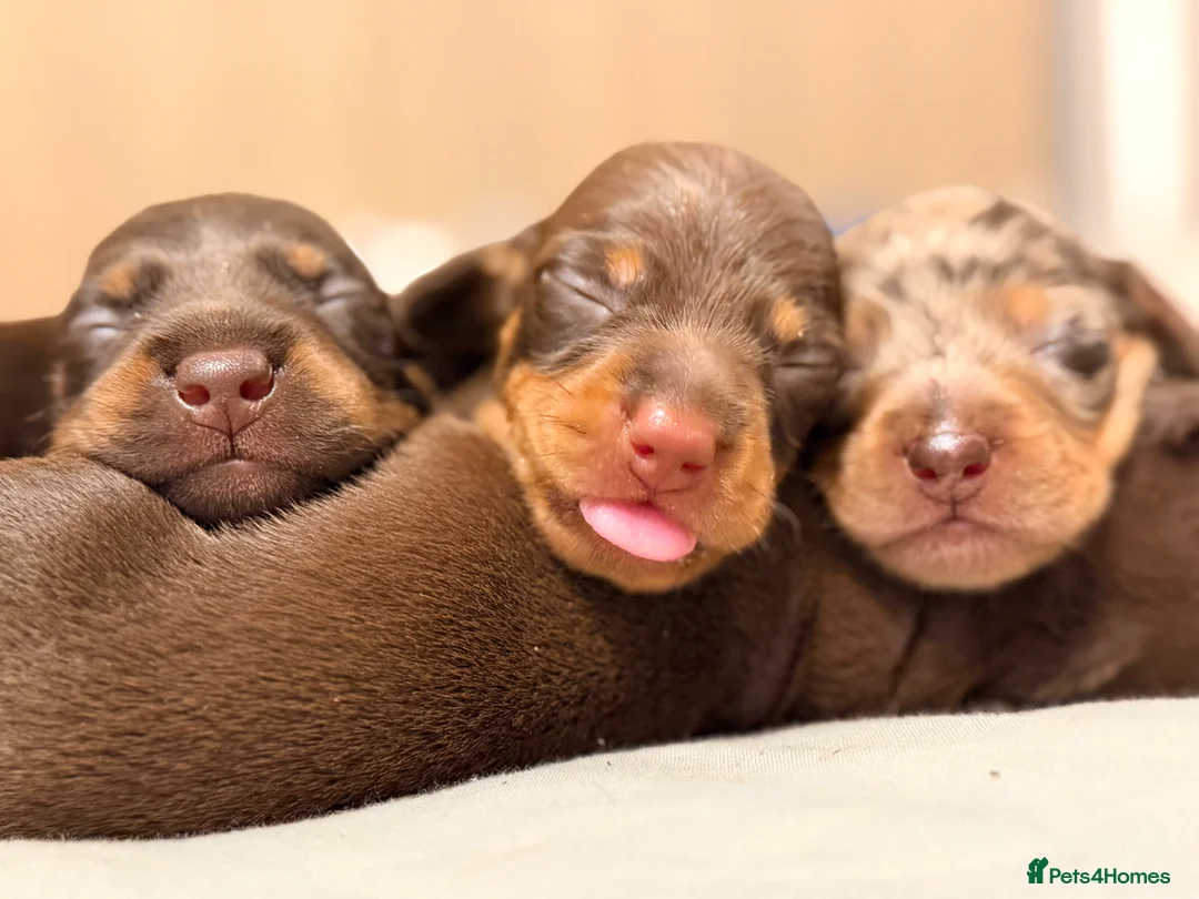 Miniature Dachshund dogs for sale: Cute little pumpkins 💕  - Advert 6