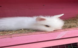 Lionhead rabbits for sale: 2 male left. 6 females  - Image 5