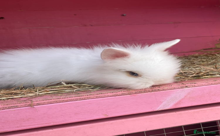 Lionhead rabbits - Advert 4
