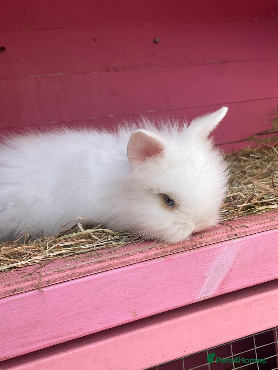 Lionhead rabbits for sale: 2 male left. 6 females  - Image 5