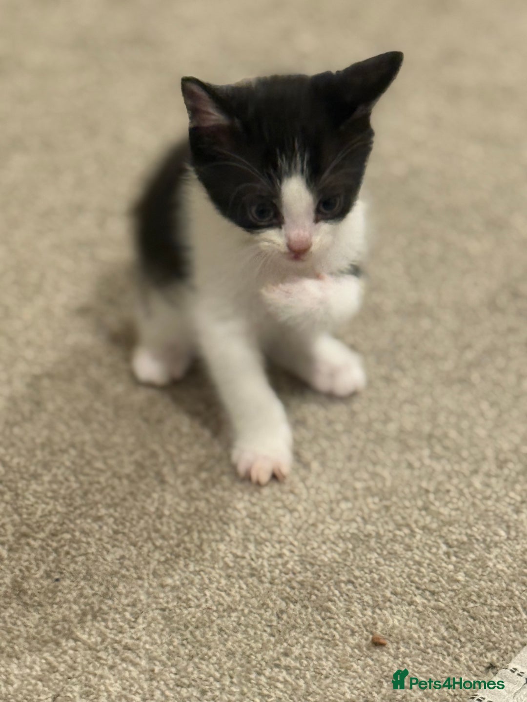 Mixed Breed cats for sale: 🤩🤩 10 beautifull fur babies 🤩🤩 - Advert 27