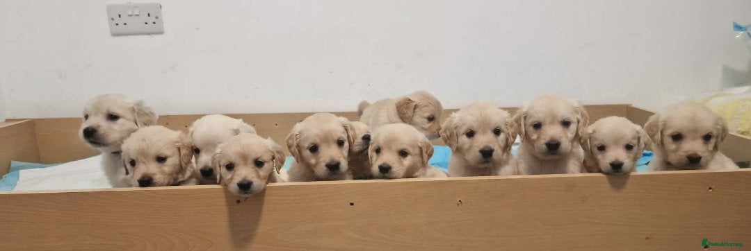 Golden Retriever dogs 🐾 Pure Golden Retriever puppies 🐾  - Advert 1