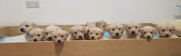 Golden Retriever dogs for sale: READY NOW🐾 PUREBRE GOLDEN RETRIEVER PUPPIES🐾 - Advert 3