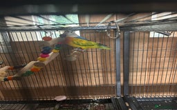 Lovebirds birds for sale: Love birds with cage  - Image 5