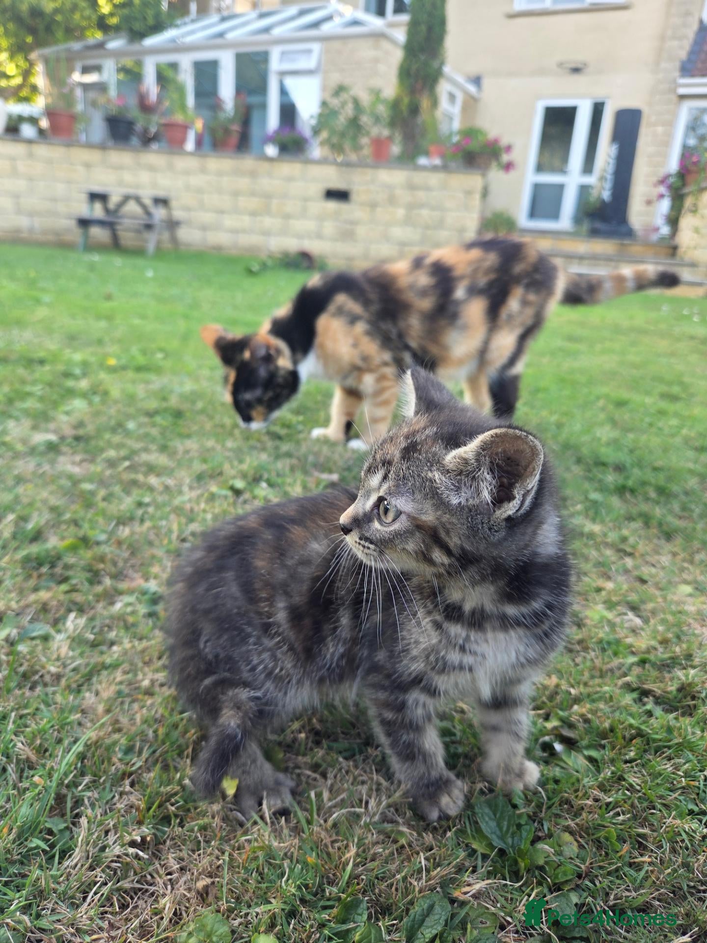 British Shorthair cats Beautiful black, white and ginger kitten. - Advert 1