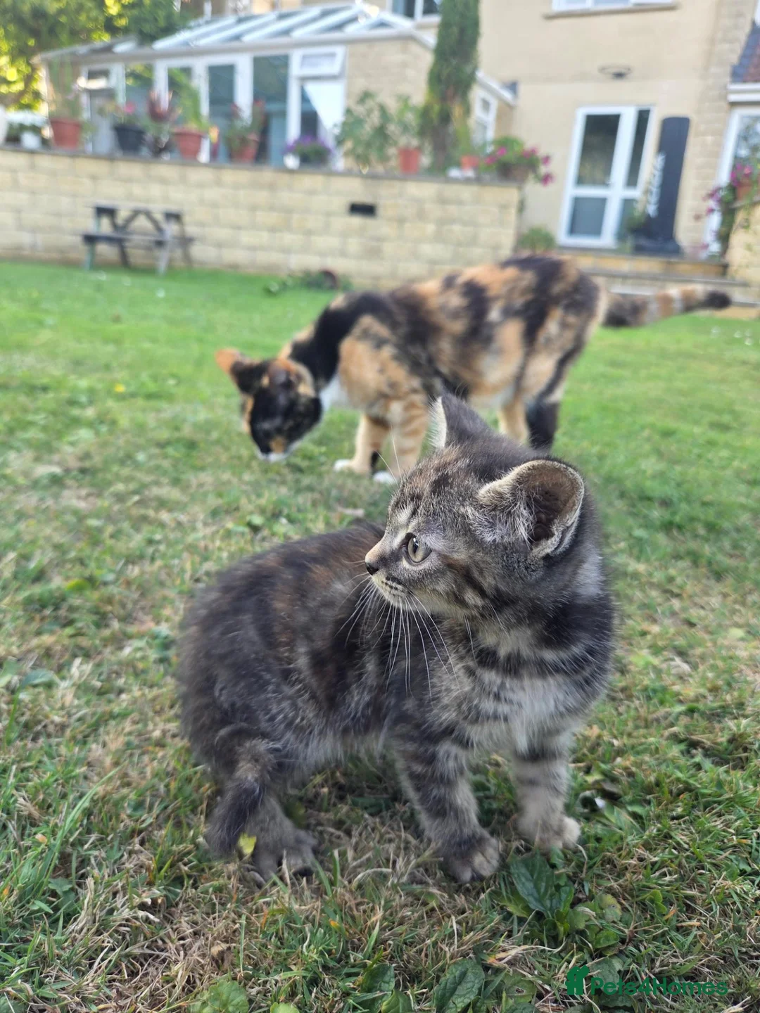 British Shorthair cats for sale: Beautiful black, white and ginger kitten. - Advert 1
