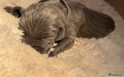 Weimaraner dogs for sale:  KC Reg Weimaraner Pups from Champion Bloodlines ✨ - Image 18