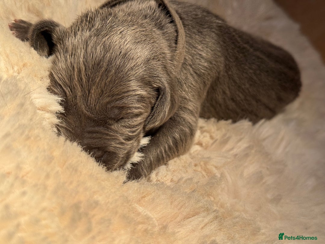 Weimaraner dogs for sale:  KC Reg Weimaraner Pups from Champion Bloodlines ✨ - Image 18