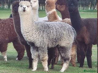 Alpaca livestock 3 Male Treking Alpacas - Advert 7
