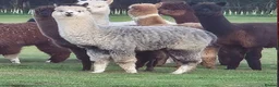 Alpaca livestock for sale: 3 Male Treking  Alpacas  - Advert 1